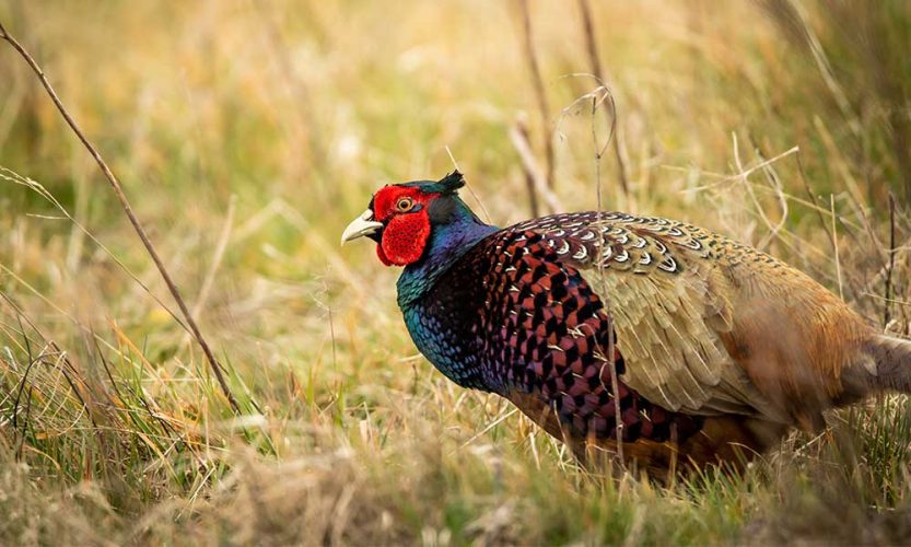 Pheasant